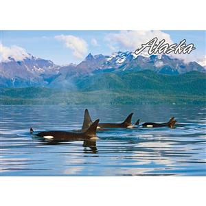 Pod of Orcas Horizontal Alaska Post Card-50 Pack