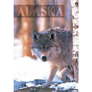 Gray Wolf Vertical Alaska Post Card-50 Pack