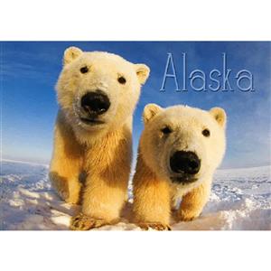 Curious Polar Bear Cubs Horizontal Alaska Post Card-50 Pack