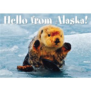 Otter Hello From Alaska Horizontal Alaska Post Card-50 Pack