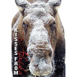 Snowy Moose Closeup Vertical Alaska Post Card-50 Pack
