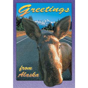Greetings AK Moose Vertical Alaska Post Card-50 Pack