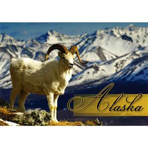 Dall Sheep Horizontal Alaska Post Card-50 Pack