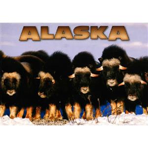 Musk Ox Line Up Horizontal Alaska Post Card-50 Pack