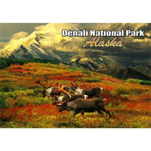 Denali Caribou Horizontal Post Card-50 Pack