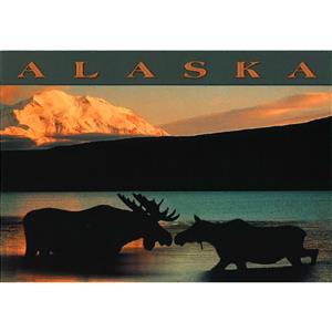 Kissing Moose Denali Horizontal Alaska Post Card-50 Pack