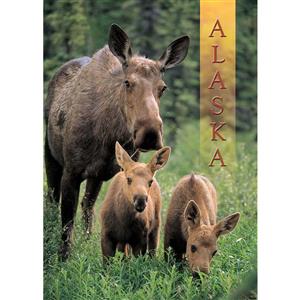 Mother Moose & Babies Vertical Alaska Post Card-50 Pack