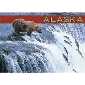 Brown Bear Fishing Horizontal Alaska Post Card-50 Pack