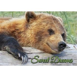 Sweet Dreams Bear Horizontal Alaska Post Card-50 Pack