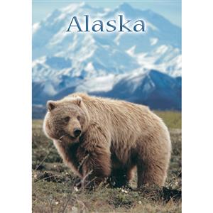 Denali Grizzly Vertical Post Card-50 Pack