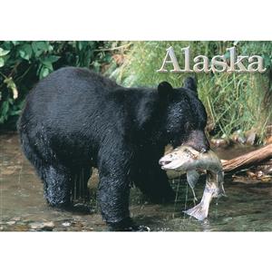Black Bear w/Fish Horizontal Alaska Post Card-50 Pack