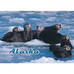 Sea Otters Horizontal Alaska Post Card-50 Pack