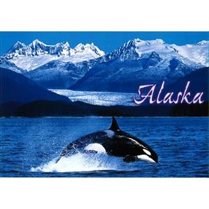 Jumping Orca Whale Horizontal Alaska Post Card-50 Pack