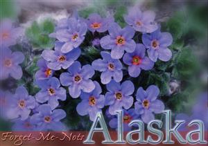 Forget-Me-Nots Horizontal Alaska Post Card-50 Pack