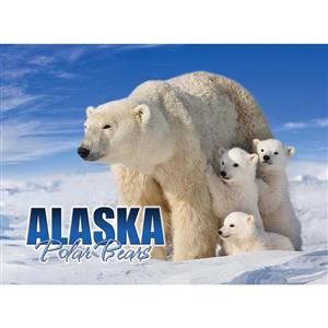 Polar Bear Three Cubs Horizontal Alaska Post Card-50 Pack