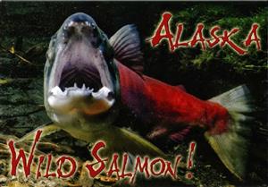 Alaska Wild Salmon Horizontal Alaska Post Card-50 Pack