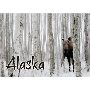 Moose in Birch Horizontal Alaska Post Card-50 Pack