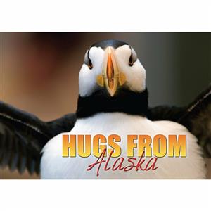 Puffin Closeup Hugs Horizontal Alaska Post Card-50 Pack