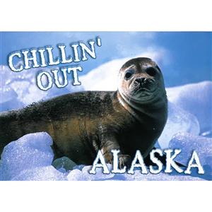Chillin' Out Seal Horizontal Alaska Post Card-50 Pack