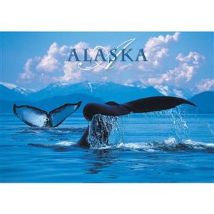 Humpback Whale Tail Horizontal Alaska Post Card-50 Pack