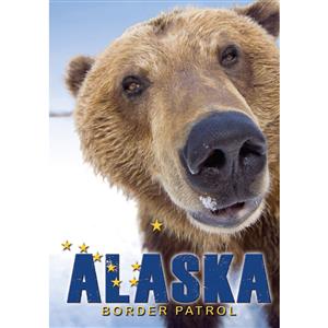Extreme Closeup Grizzly Vertical Alaska Post Card-50 Pack