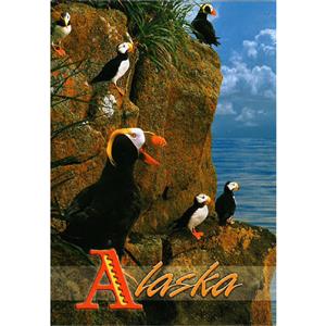 Multiple Puffins Vertical Alaska Post Card-50 Pack