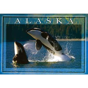 Double Breaching Orcas Horizontal Alaska Post Card-50 Pack