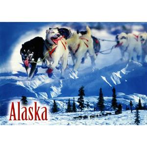 Dogsled Racing Horizontal Alaska Post Card-50 Pack