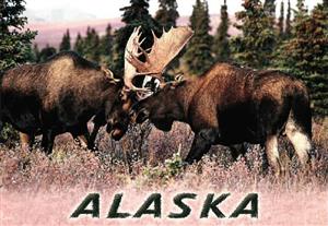 Two Moose Horizontal Alaska Post Card-50 pack