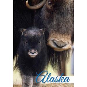 Baby Musk Ox Vertical Alaska Post Card-50 Pack