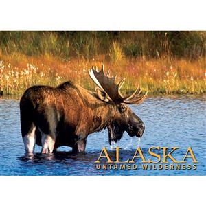 Untamed Wilderness Moose Horizontal Alaska Post Card-50 Pack