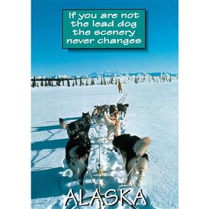 Lead Dog Vertical Alaska Post Card-50 Pack