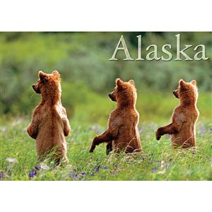 Three Brown Bears Horizontal Alaska Post Card-50 Pack