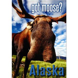 Moose in Your Face Vertical Alaska Post Card-50 Pack