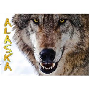 Wolf Closeup Horizontal Alaska Post Card-50 Pack