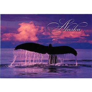 Whale Tail Southeast Horizontal Alaska Post Card-50 Pack