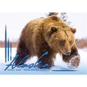 Grizzly in Snow Horizontal Alaska Post Card-50 Pack