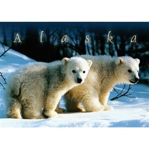 Polar Bear Cubs Horizontal Alaska Post Card-50 Pack