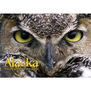 Owl Horizontal Alaska Post Card-50 Pack