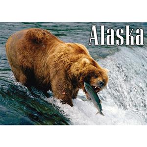 Brown Bear Fishing Salmon Horizontal Alaska Post Card-50 Pack