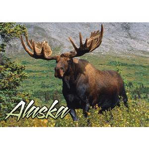 Moose in Denali Nat. Park Horizontal Alaska Post Card-50 Pack